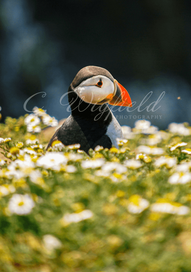 Spring Puffin Blank Card