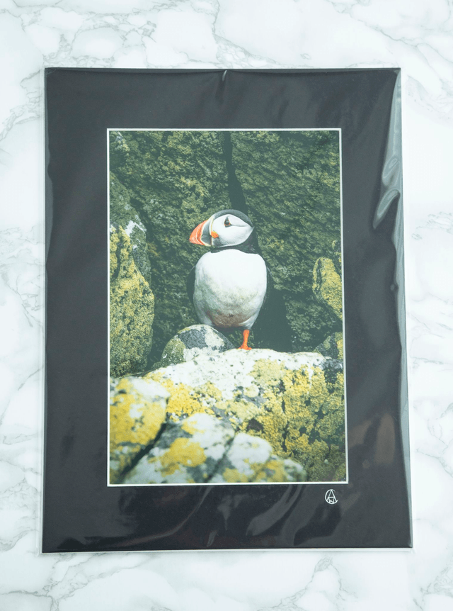 Shiants Puffin Mounted Print
