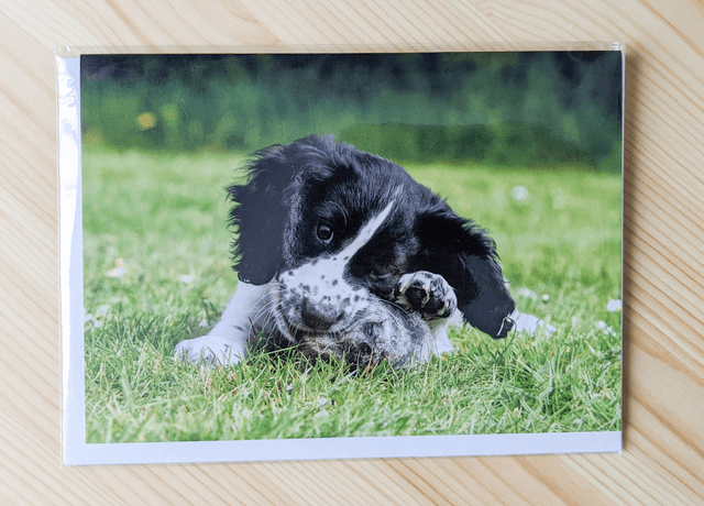 Puppy Love Blank Card