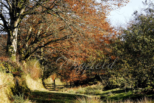 Autumn Walk Blank Card