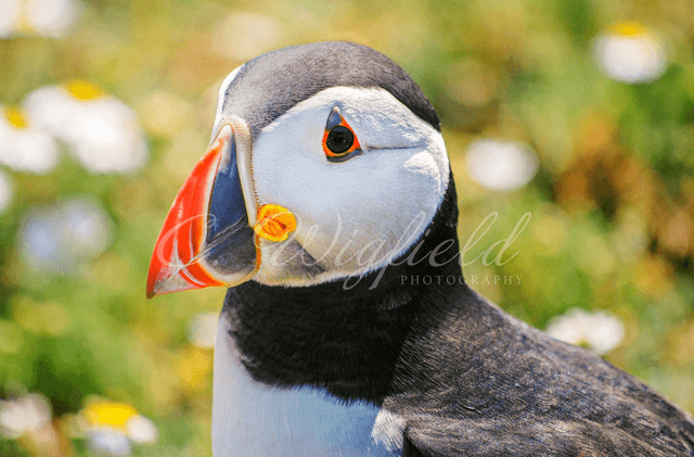 Puffin Blank Card