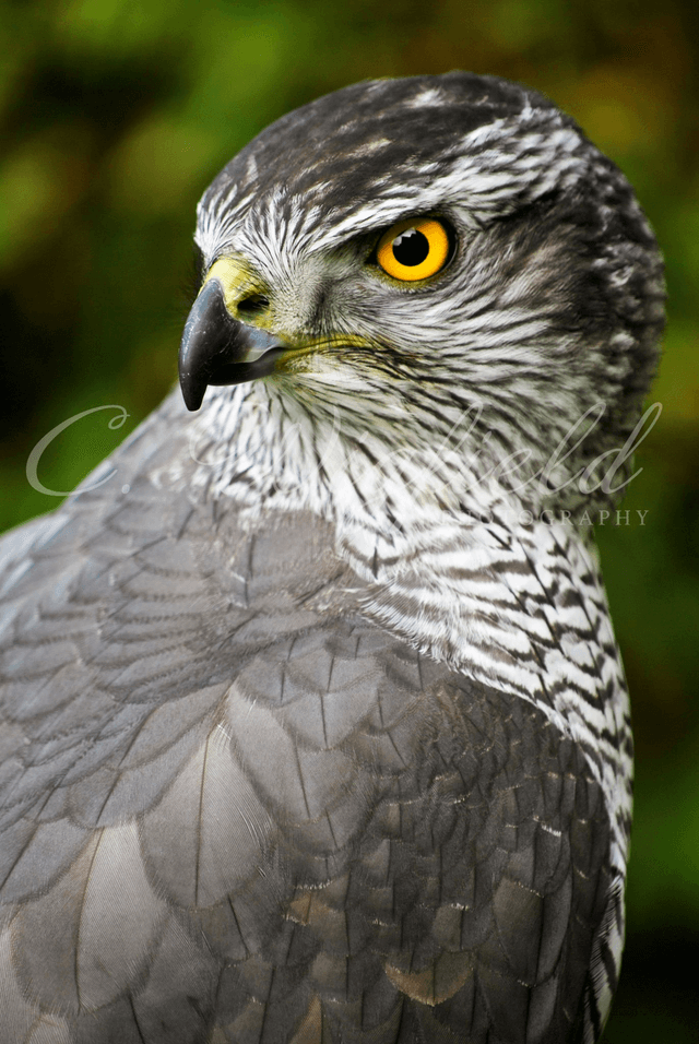 Northern Goshawk Blank Card