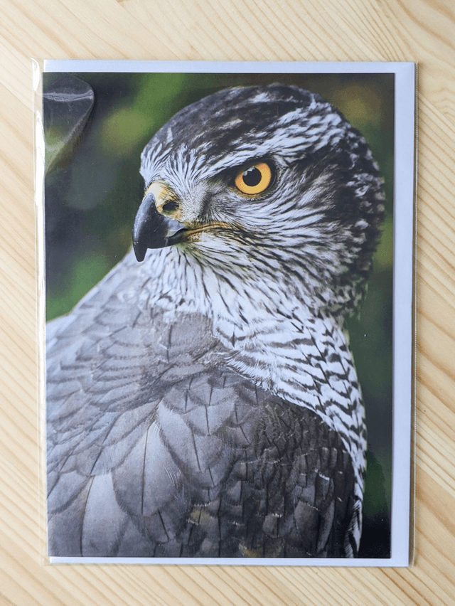 Northern Goshawk Blank Card