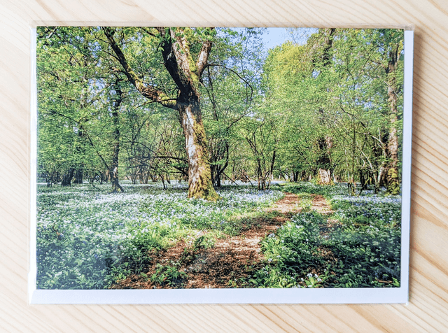 Spring Time in Manwood Blank Card