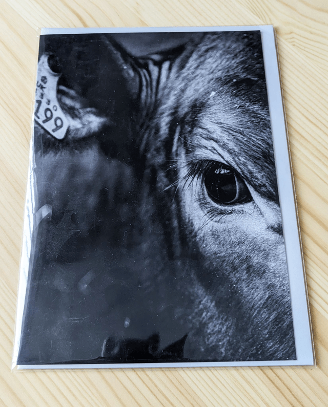 Angus Blank Card