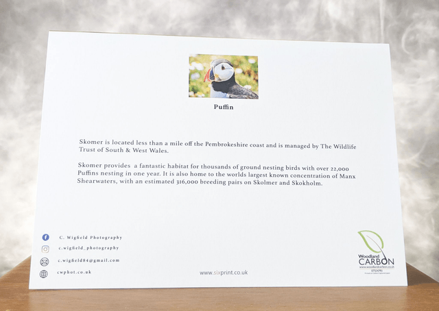 Puffin Blank Card