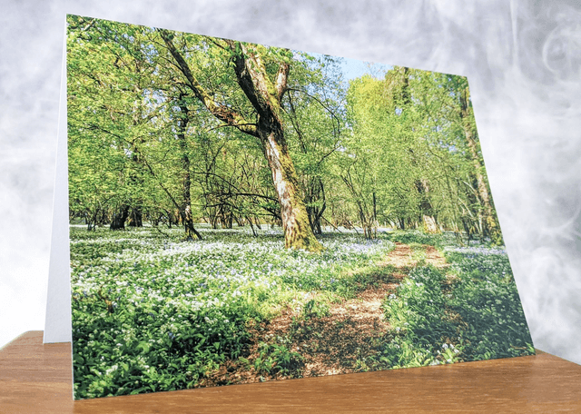Spring Time in Manwood Blank Card