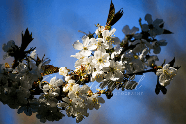 Blossom Blank Card