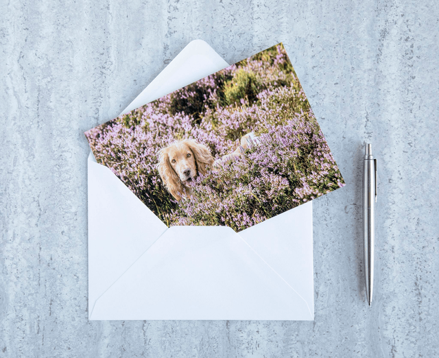 Amongst The Heather Blank Card