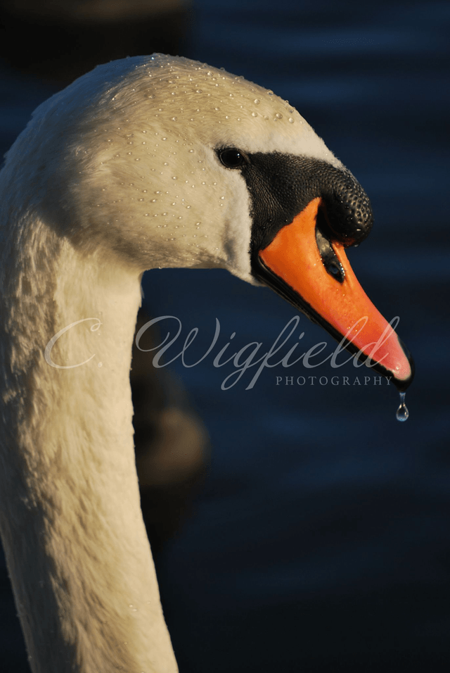 Swan Lake Blank Card