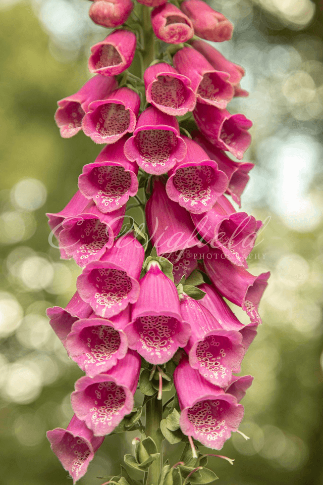 Foxglove Blank Card