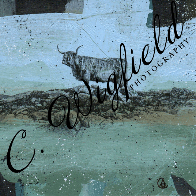 Reef Coo Mixed Media Original