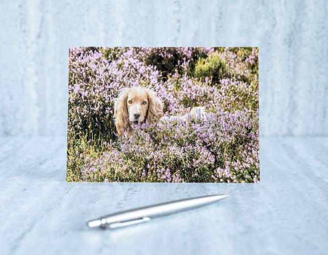 Amongst The Heather Blank Card