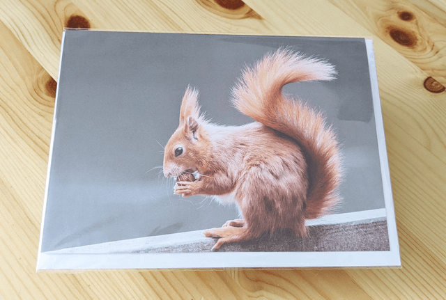 Red Squirrel Blank Card