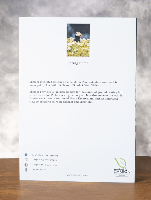 Spring Puffin Blank Card