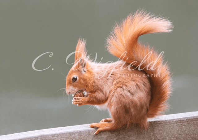 Red Squirrel Blank Card