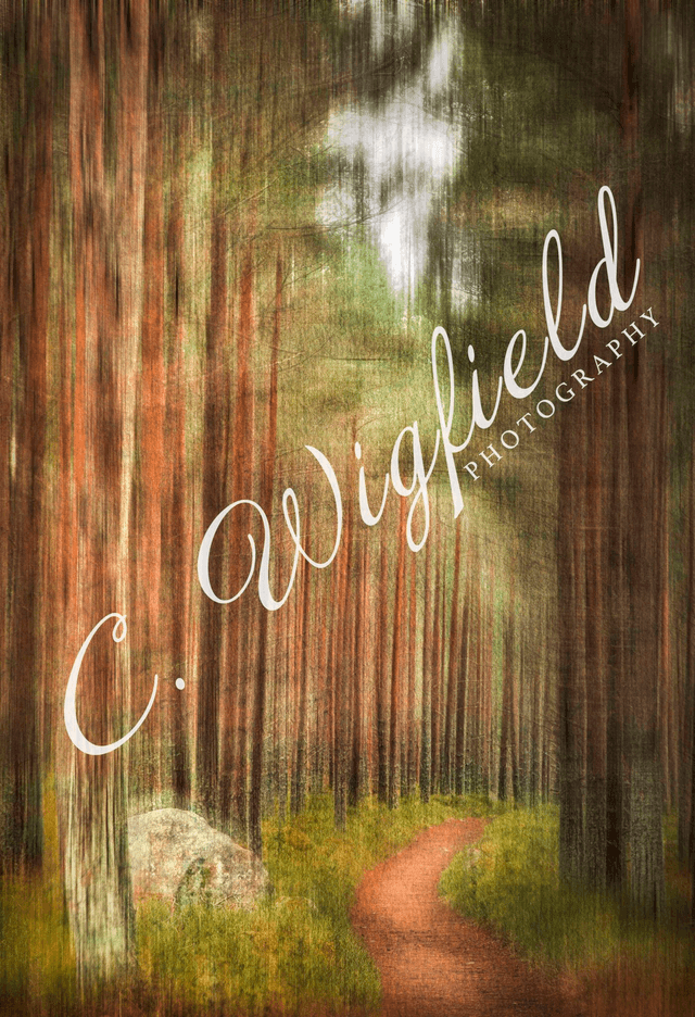 Walk Through The Forest Mounted Print