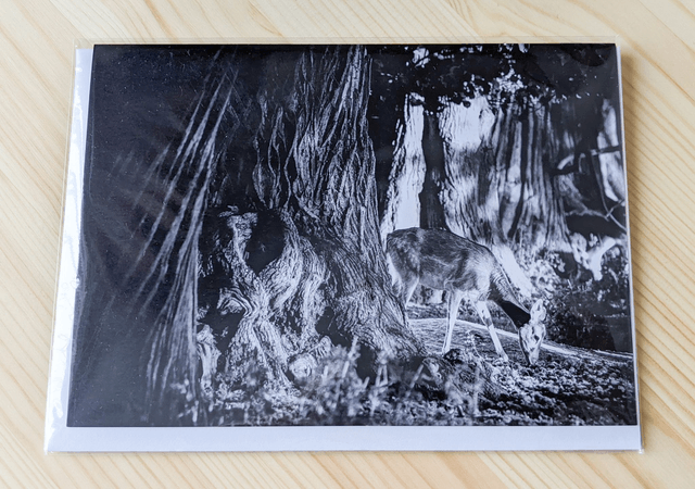 Tranquillity Blank Card