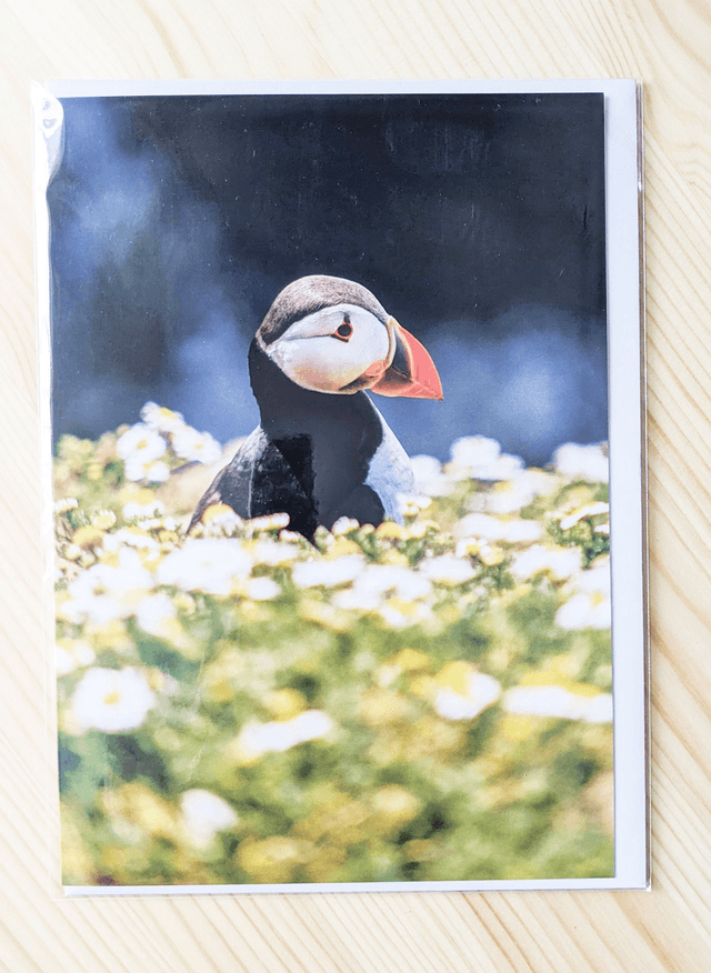 Spring Puffin Blank Card