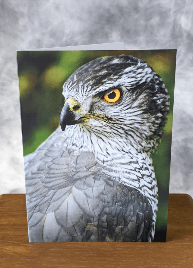 Northern Goshawk Blank Card