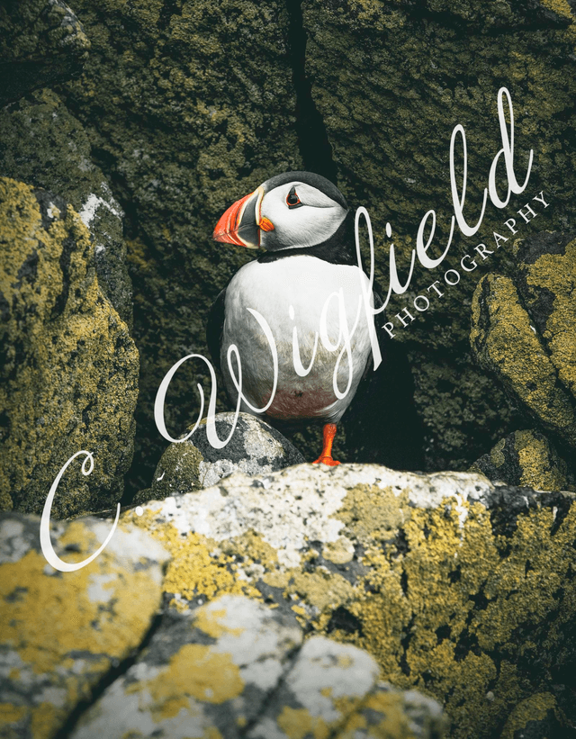Shiants Puffin Mounted Print