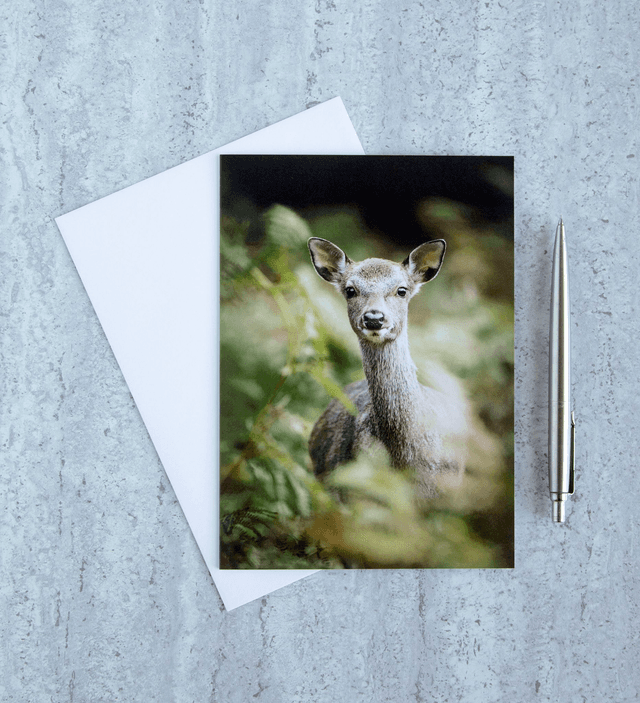 Young Sika Deer Blank Card