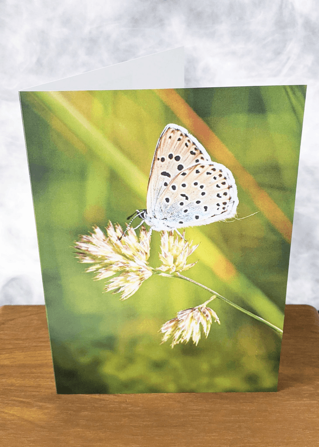 Large Blue Blank Card