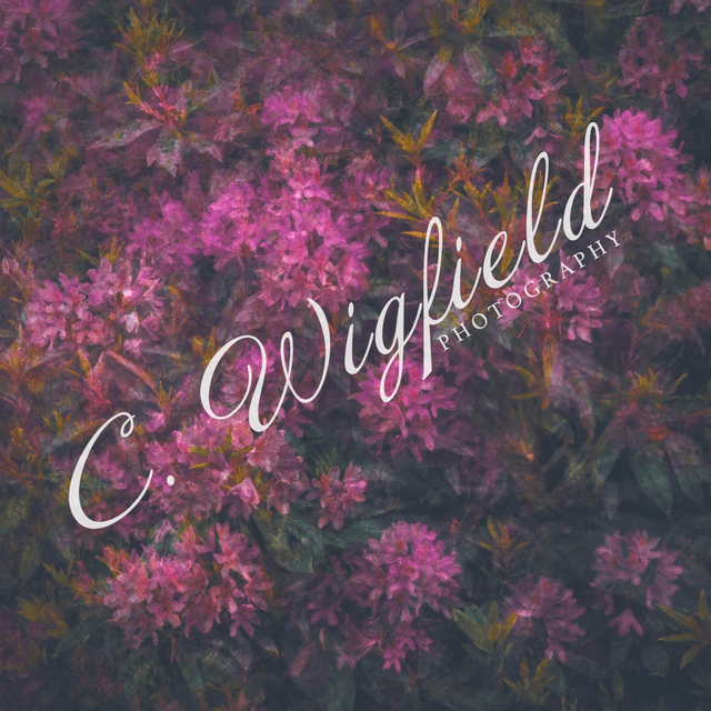 Rhododendron Mounted Print