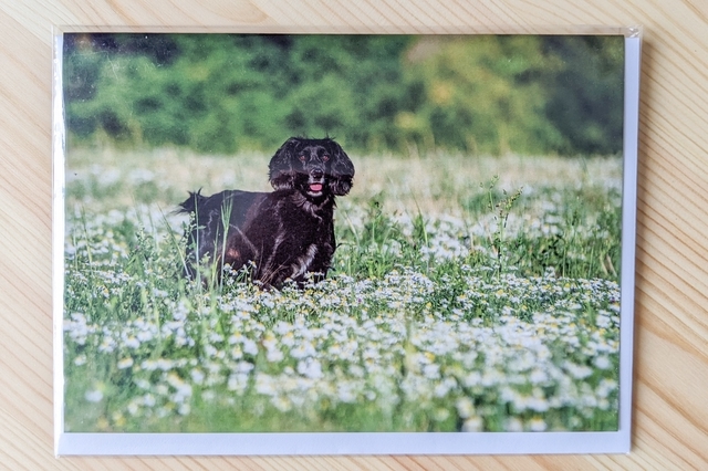 Summer Spaniel Blank Card
