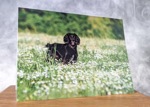 Summer Spaniel Blank Card