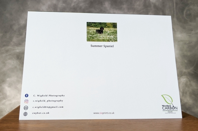 Summer Spaniel Blank Card