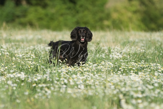Summer Spaniel Blank Card