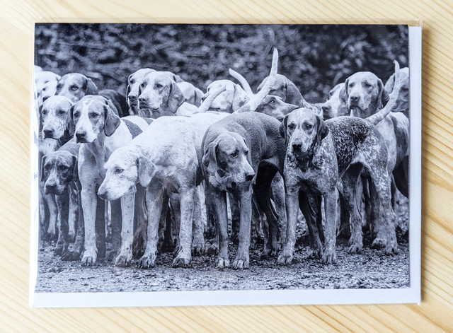 Hounds Blank Card