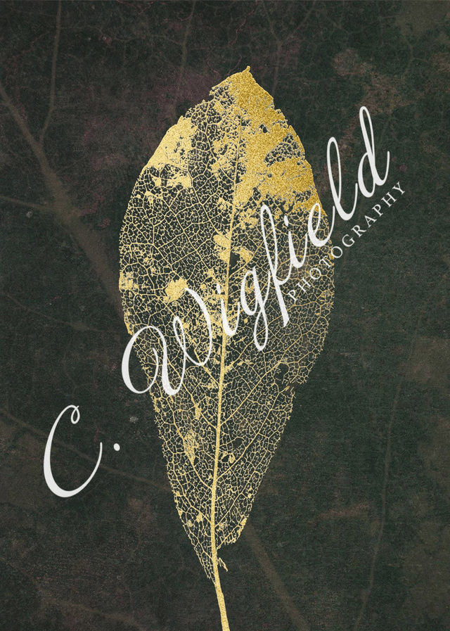 Laced Magnolia Leaf Study III