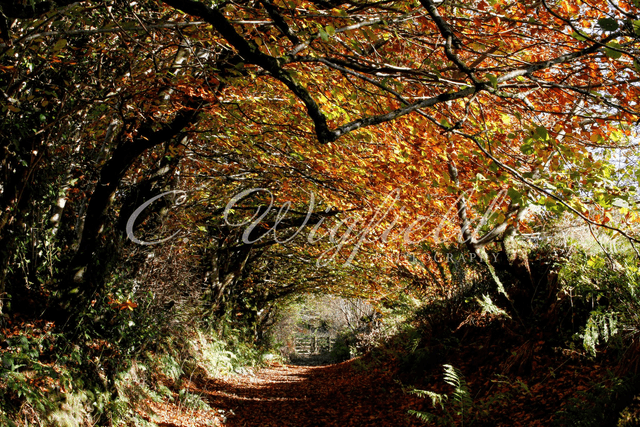 Autumn Tunnel Blank Card