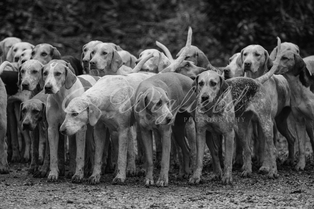 Hounds Blank Card